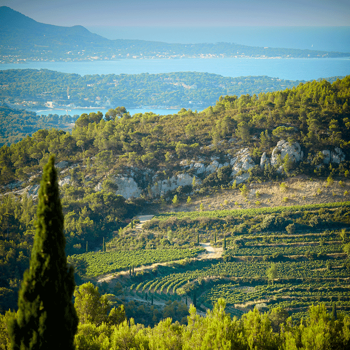 The Intoxicating Fine Wine from Bandol Region of Provence
