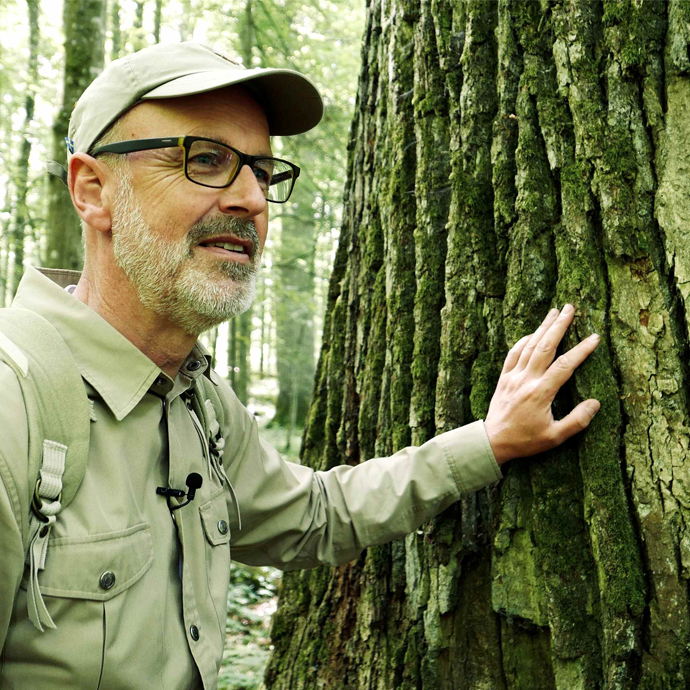 “The Hidden Life of Trees” Let’s look at Peter Wohlleben's Intriguing Guidance